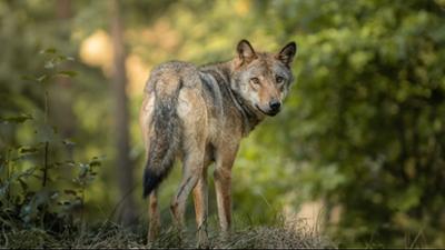 Servus um 3: Neue Wolfs-Regeln