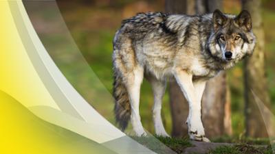 Servus um 3: | 10.04.