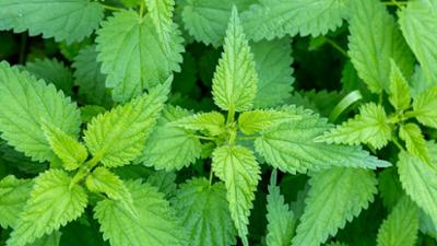 Servus um 3: Schatzkammer Brennnessel