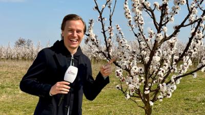 Servus Wetter: Die Marille in Vollblüte!