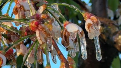 Servus Wetter: Frostalarm im Obstgarten!