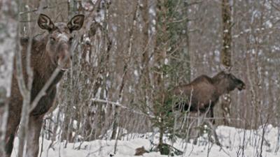 Terra Mater: Wildnis Oslo