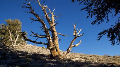 Terra Mater: Unbekanntes Kalifornien 2/2