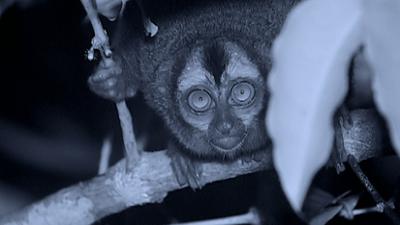 Terra Mater: Im Dschungel von Costa Rica