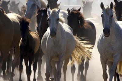 Terra Mater: Doñana (1/2)