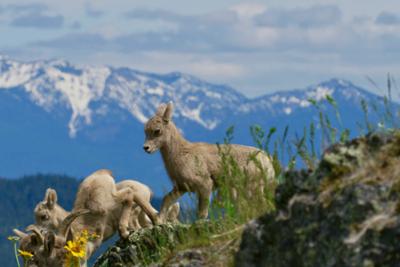 Terra Mater: Die Rockies (1/2)