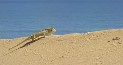 Terra Mater: Doñana (2/2)