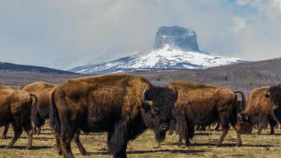 Terra Mater: Wildes Kanada (3/4)