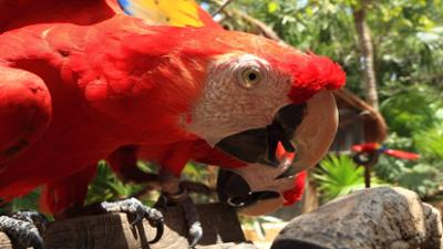 Terra Mater: Planet der Papageien