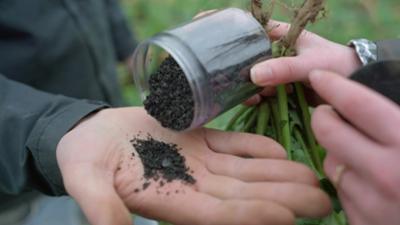 TM Wissen: Doping für Nutzpflanzen