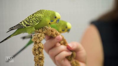 TM Wissen: Was Wellensittiche erzählen