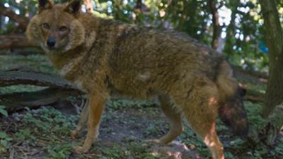 TM Wissen: Des Wolfs kleiner Bruder