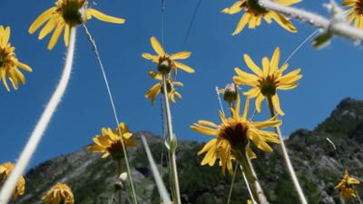 TM Wissen: Heilen mit Alpenkräutern?
