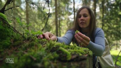 TM Wissen: Jungbrunnen Wald?