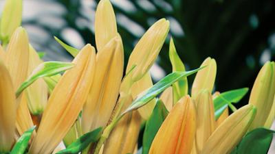 Was ist drin - was ist dran?: Schnittblumen frisch halten