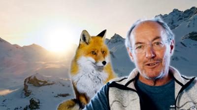 Winterhütten: Täglich grüßt der Fuchs