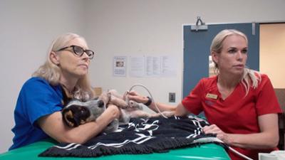Australiens Tierrettung - Einsatz am Bondi Beach: Staffel 11 Folge 9 Koalas beim Bluttest