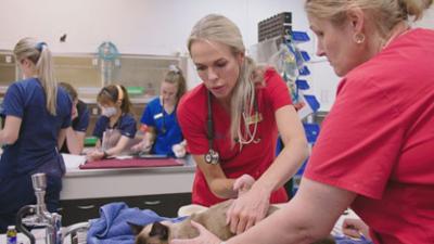 Australiens Tierrettung - Einsatz am Bondi Beach: Staffel 12 Folge 4 Wunderkater und Einhorn-Hund