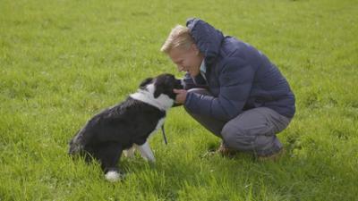 Australiens Tierrettung - Einsatz am Bondi Beach: Scotts Einsatz für verlorene Hunde