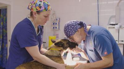 Australiens Tierrettung - Einsatz am Bondi Beach: Staffel 12 Folge 5 Hund mit Depressionen