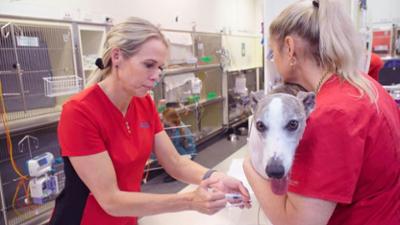Australiens Tierrettung - Einsatz am Bondi Beach: Staffel 11 Folge 1 Schokolade macht krank