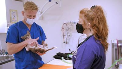 Australiens Tierrettung - Einsatz am Bondi Beach: Staffel 11 Folge 3 Klebstoff im Magen