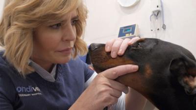 Australiens Tierrettung - Einsatz am Bondi Beach: Staffel 11 Folge 8 Der berauschte Hund