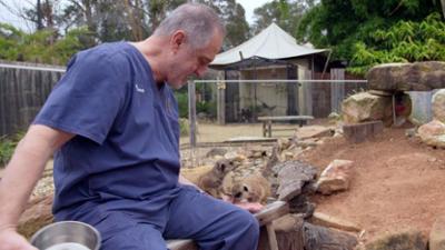 Australiens Tierrettung - Einsatz am Bondi Beach: Staffel 11 Folge 13 Katzenjammer und Affentheater