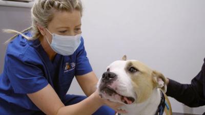 Australiens Tierrettung - Einsatz am Bondi Beach: Staffel 11 Folge 12 Große OP für eine kleine Pfote
