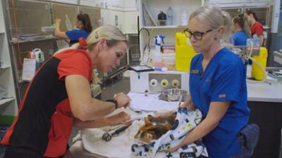 Australiens Tierrettung - Einsatz am Bondi Beach: Staffel 11 Folge 15 Der Schlangenbiss