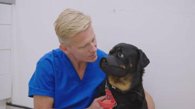 Australiens Tierrettung - Einsatz am Bondi Beach: Staffel 12 Folge 9 Im Löwenkäfig