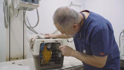 Australiens Tierrettung - Einsatz am Bondi Beach: Staffel 12 Folge 7 Altersprobleme