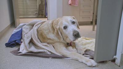 Australiens Tierrettung - Einsatz am Bondi Beach: Staffel 12 Folge 8 Die Riesengeschwulst