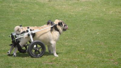 Australiens Tierrettung - Einsatz am Bondi Beach: Staffel 11 Folge 6 Ein Mops auf Rädern