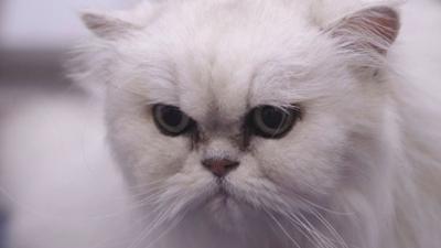 Australiens Tierrettung - Einsatz am Bondi Beach: Staffel 12 Folge 2 Die verschluckte Reisszwecke