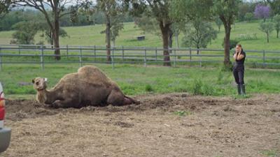 Australiens Tierrettung - Einsatz am Bondi Beach: Staffel 11 Folge 5 Rettung auf der Kamelfarm