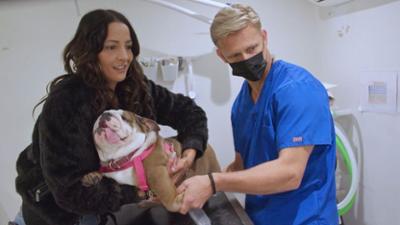 Australiens Tierrettung - Einsatz am Bondi Beach: Staffel 11 Folge 7 Zwölf Welpen und ein Stier