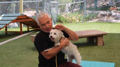 Cesar Millan: Better Human Better Dog - Bessere Menschen, bessere Hunde: Staffel 4 Folge 9 Das perfekte Match