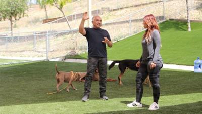 Cesar Millan: Better Human Better Dog - Bessere Menschen, bessere Hunde: Staffel 3 Folge 3 Stürmische Zeiten
