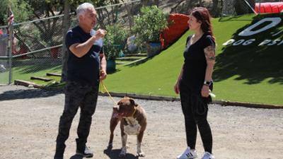 Cesar Millan: Better Human Better Dog - Bessere Menschen, bessere Hunde: Staffel 3 Folge 1 Drei Hunde für Cesar - Teil 1