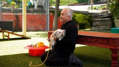 Cesar Millan: Better Human Better Dog - Bessere Menschen, bessere Hunde: Staffel 5 Folge 6 Der perfekte Familienhund