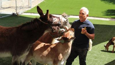 Cesar Millan: Better Human Better Dog - Bessere Menschen, bessere Hunde: Staffel 3 Folge 4 Kampf um die Angst