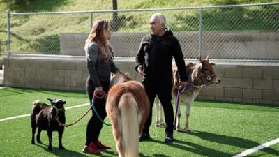 Cesar Millan: Better Human Better Dog - Bessere Menschen, bessere Hunde: Staffel 5 Folge 8 Wer ist der Boss?