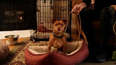 Cesar Millan: Better Human Better Dog - Bessere Menschen, bessere Hunde: Staffel 5 Folge 2 Dilly, der Männerhasser