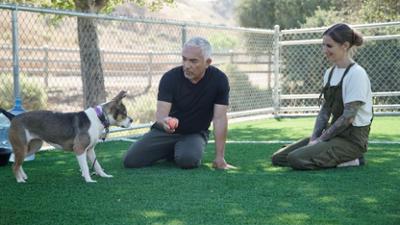 Cesar Millan: Better Human Better Dog - Bessere Menschen, bessere Hunde: Staffel 4 Folge 5 Fürsorge leicht gemacht