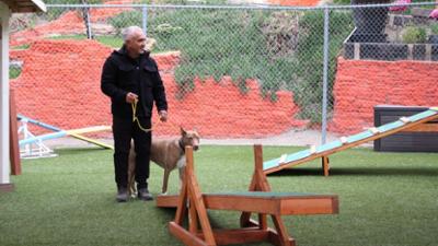 Cesar Millan: Better Human Better Dog - Bessere Menschen, bessere Hunde: Staffel 3 Folge 11 Für die Familie