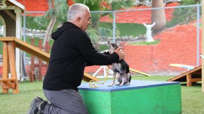 Cesar Millan: Better Human Better Dog - Bessere Menschen, bessere Hunde: Staffel 3 Folge 12 Nachbarschaftsstreit