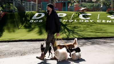Cesar Millan: Better Human Better Dog - Bessere Menschen, bessere Hunde: Staffel 5 Folge 9 Vertrauen ist Trumpf