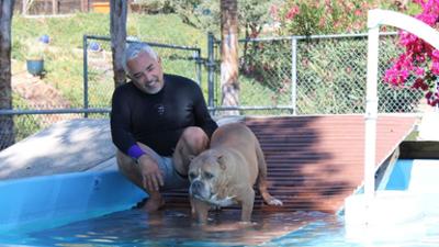 Cesar Millan: Better Human Better Dog - Bessere Menschen, bessere Hunde: Staffel 5 Folge 3 Augen auf bei der Hundeauswahl