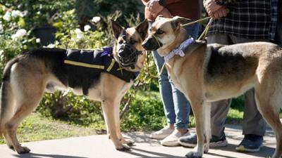 Cesar Millan: Better Human Better Dog - Bessere Menschen, bessere Hunde: Staffel 5 Folge 4 Angestaute Energie